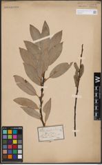 Foto von Salix daphnoides Vill.